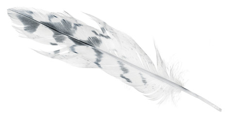 light straight long feather with black spots on white