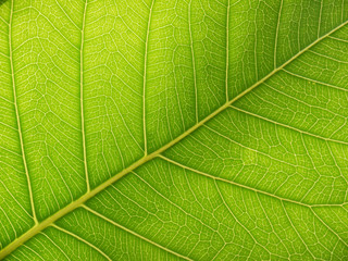 green bodhi leaves texture