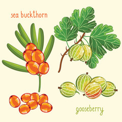 Set of berries mix vector isolated. Healthy eat. Sea buckthorn, gooseberry. Natural organic food. Ingredients for a vegetarian meal. Sweet and ripe summer berries.