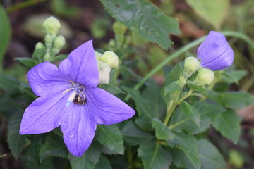 緑色の薄い顔立ち