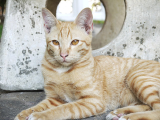 Fototapeta premium brown cat