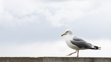 sea gull bird postcard