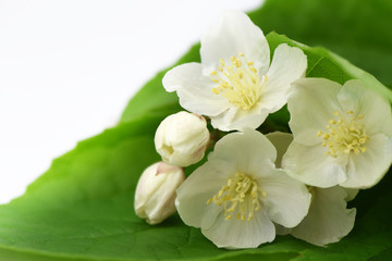 Obraz premium Jasmine flowers blossoming on white background