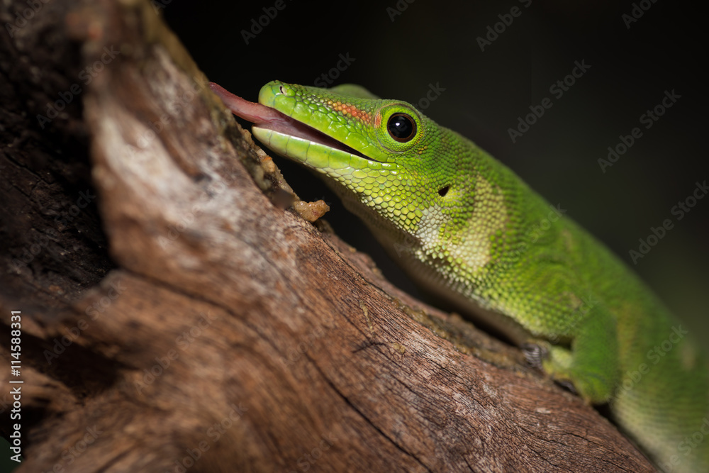 Poster Close up image of a gecko on a log with its tongue out