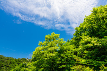 新緑の山