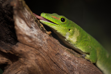 Naklejka na ściany i meble Close up image of a gecko on a log with its tongue out