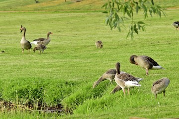 Gänse am Tümpel