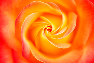 Fototapeta na wymiar Macro of a yellow rose with red tips