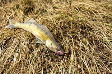 Fresh caught pike perch on grass