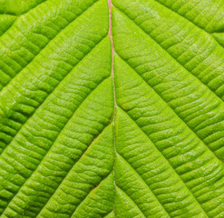 Detail of green leaf  texture close up background.