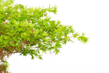 Green maple leaves isolated on white background.