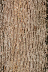 Tree bark texture natural background.