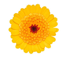 Gerbera Daisy yellow flower isolated on white.