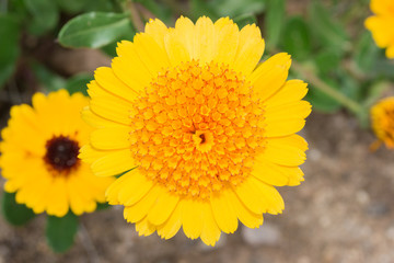 Gerbera Daisy yellow flower in flower garden