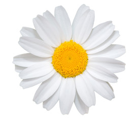 White daisy isolated on white background.
