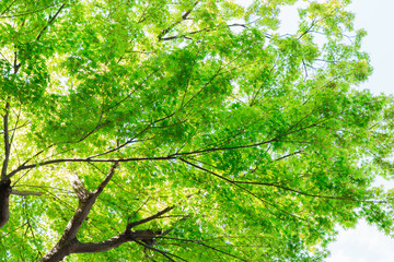 green maple tree in forest natural background.