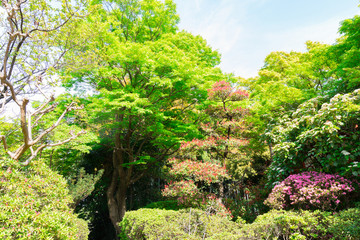 Fototapeta premium green maple tree in forest natural background.