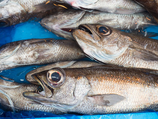 鮮魚店に並んだ黒ムツ