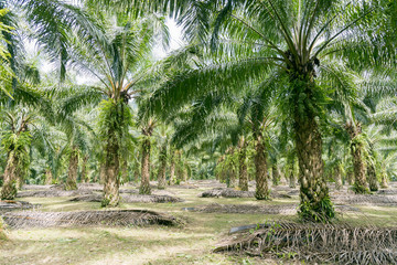 Obraz premium Palm tree