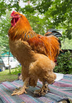 Big beautiful cock at the fair. Animals