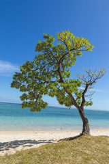 Fototapeta na wymiar Baum am Strand von Flic en flac Mauritius mit Blick auf das Meer