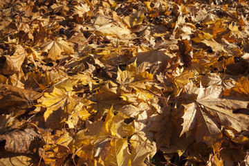 Blätter mit Herbstfärbung