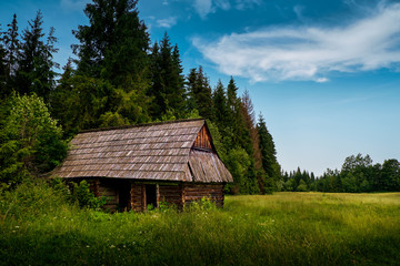 Old log cabin in the forest