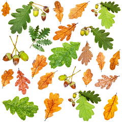 set of summer green and autumn brown oak leaves