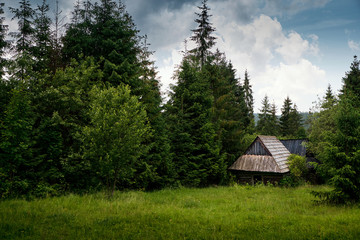 Old log cabin in the forest