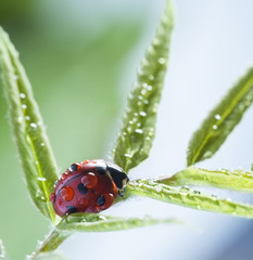 ladybug with water drop green leaf