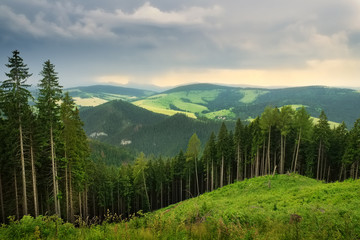 Tatra mountains landscape pine forest