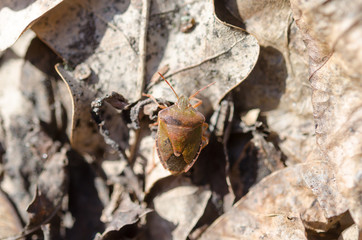 Little bug in the forest