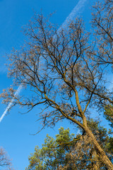 Obraz premium Autumn acacia on a background of blue sky