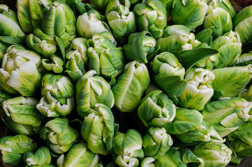 Fresh white green tulips with leaves- nature spring background. flower texture
