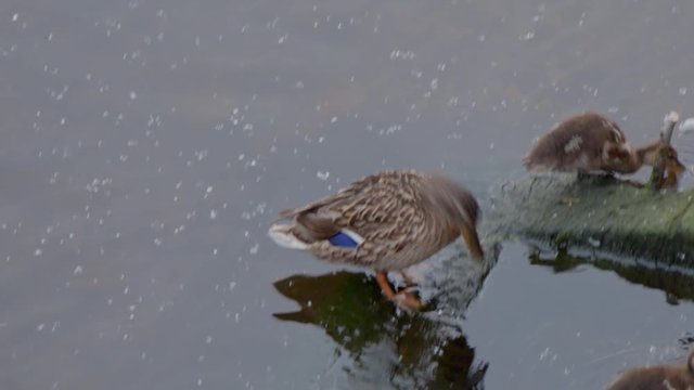 Duck with ducklings