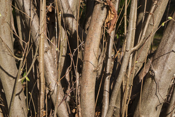 tree branches texture background close-up