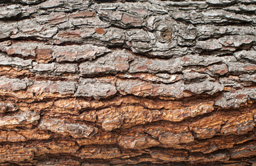 Old Wood Tree Texture