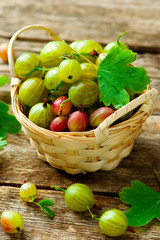 ripe, fresh, organic gooseberries