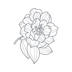 Fully Open Peony Flower Monochrome Drawing For Coloring Book