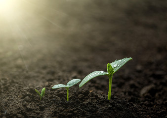 Green seedling growing
