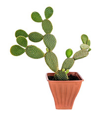 cactus isolated on white background