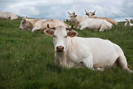 Cows on the veldt 3