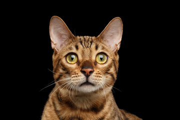 Close-up Portrait of Curious Face Bengal female Cat with beautiful eyes and Red nose, Looks with Interest, Isolated Black Background, Front view