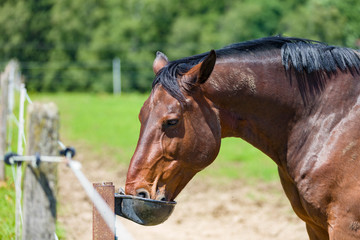 Pferd auf der Weide an der Tränke