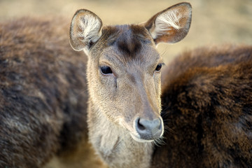 Deer outside during the day in Queensland.