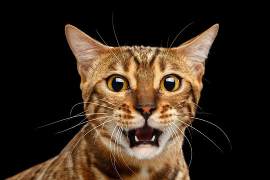 Closeup Portrait of frightened Bengal Cat Face on Isolated Black Background, Front view, Fear Kitty, Surprised Open mouth