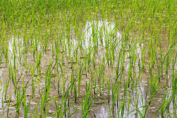 Rice field. Green growing germs of rice. Cambodia.