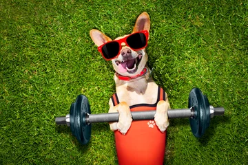 Papier Peint photo Lavable Chien fou personal trainer sport fitness dog