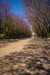 Beautiful blooming jacaranda trees in Athens, Greece