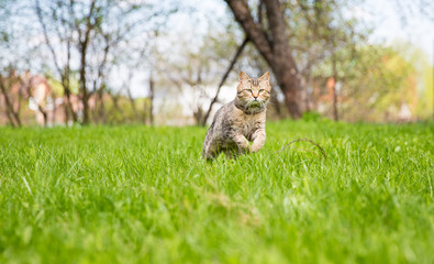 Cute cat on the green lawn